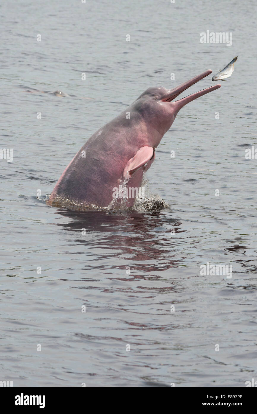 Amazon River Dolphin High Resolution Stock Photography and Images - Alamy