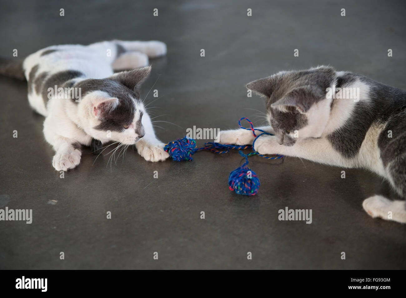 Playful Kittens With Ball Of Wools Stock Photo Alamy