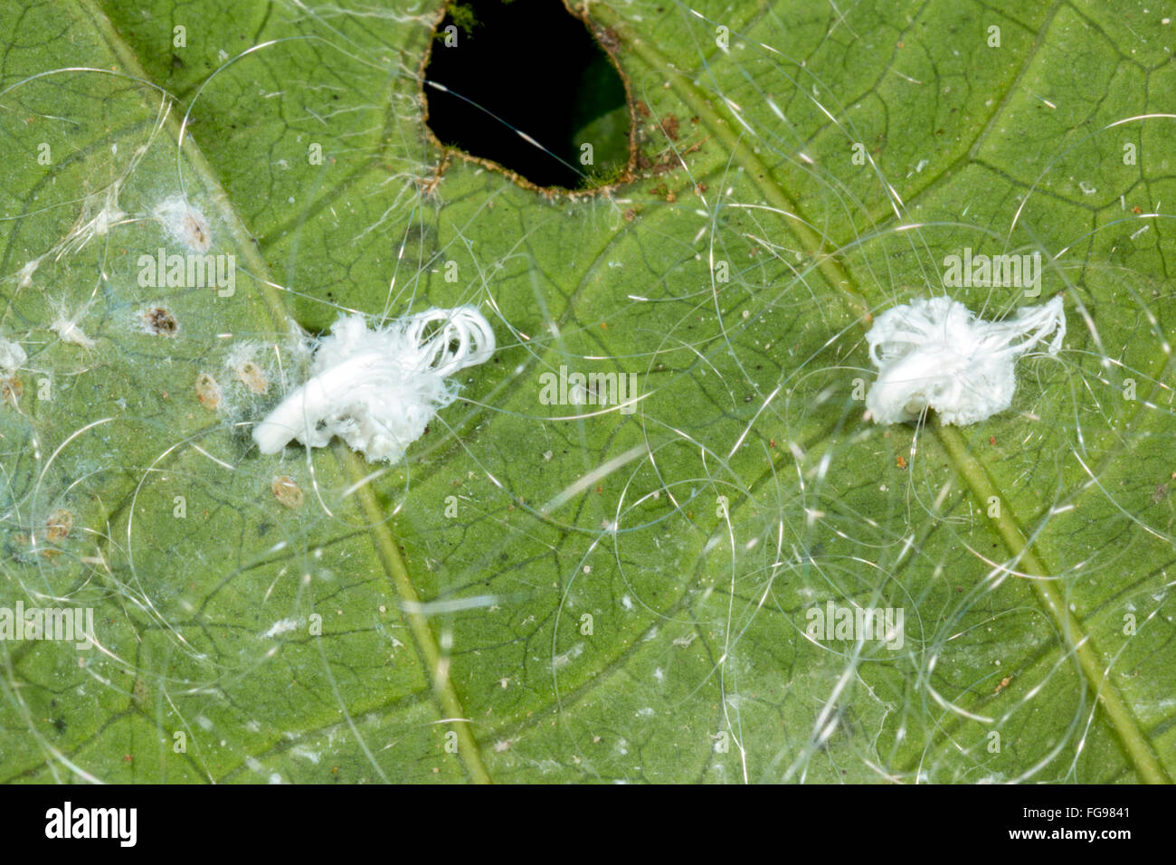 Tiny planthoppers, possibly family Derbidae, surrounded by wax secretions on the underside of a leaf in Pastaza province Ecuador Stock Photo