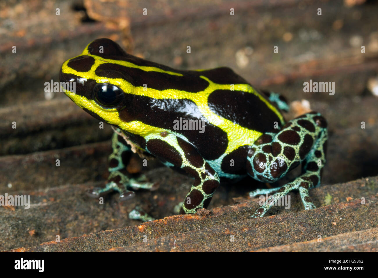 Variable Poison Frog (Ranitomeya variabilis), Pastaza province, Ecuador Stock Photo