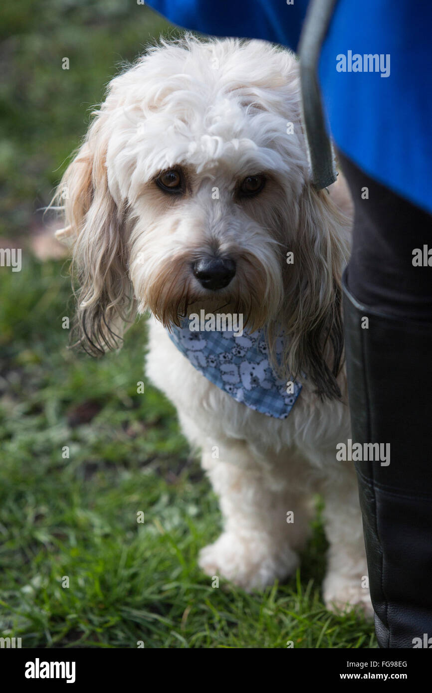 Lhasa apso clearance teddy bear