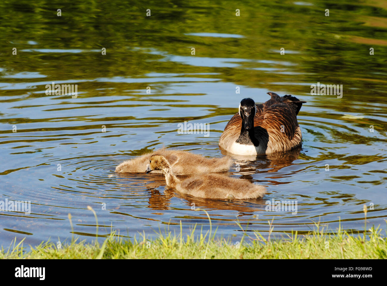 A Family of Canadian Geese Feeding in a Pond Stock Photo