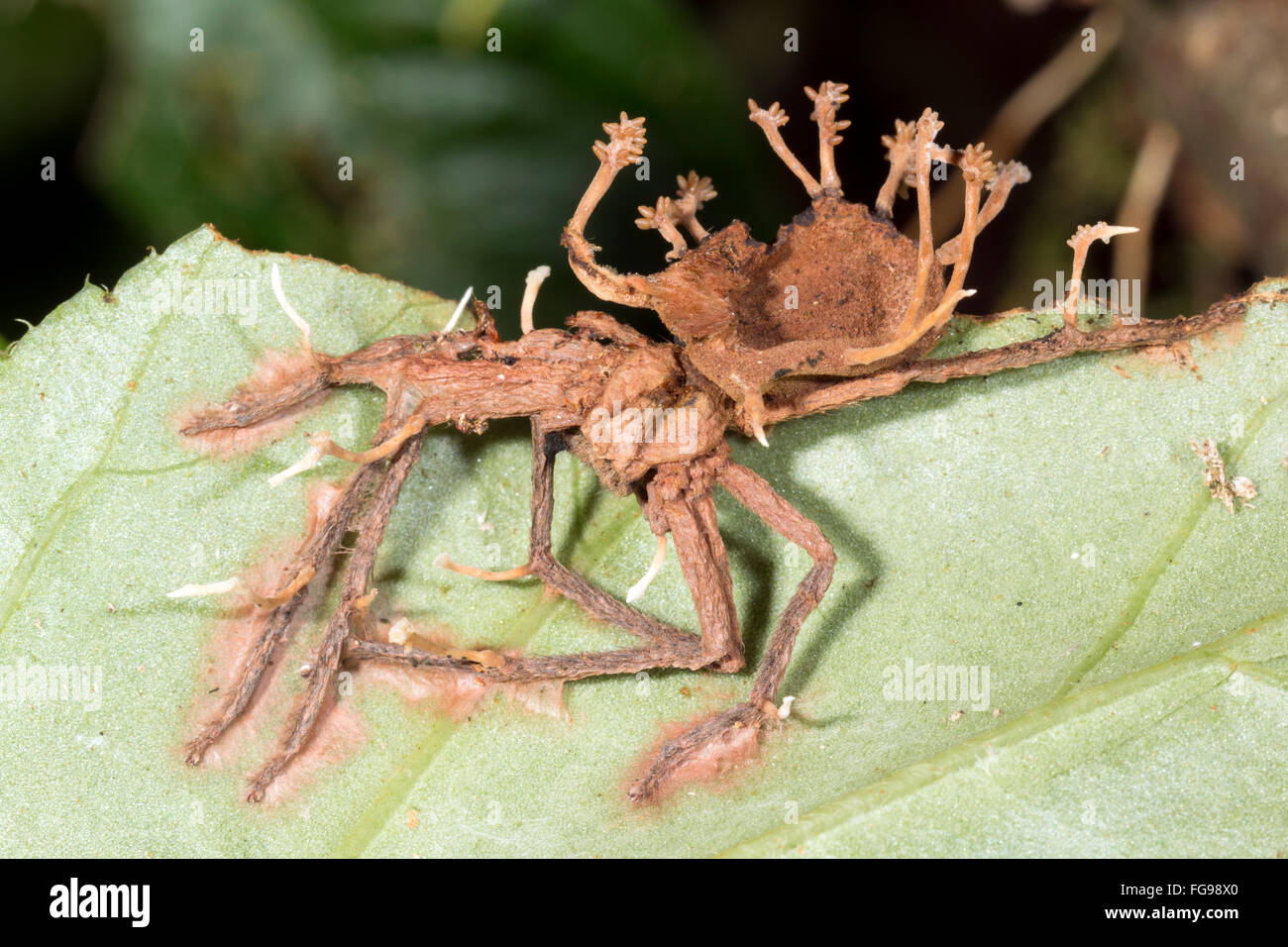 Fruiting bodies of a Cordyceps fungus growing out of an infested spider in the Ecuadorian Amazon Stock Photo