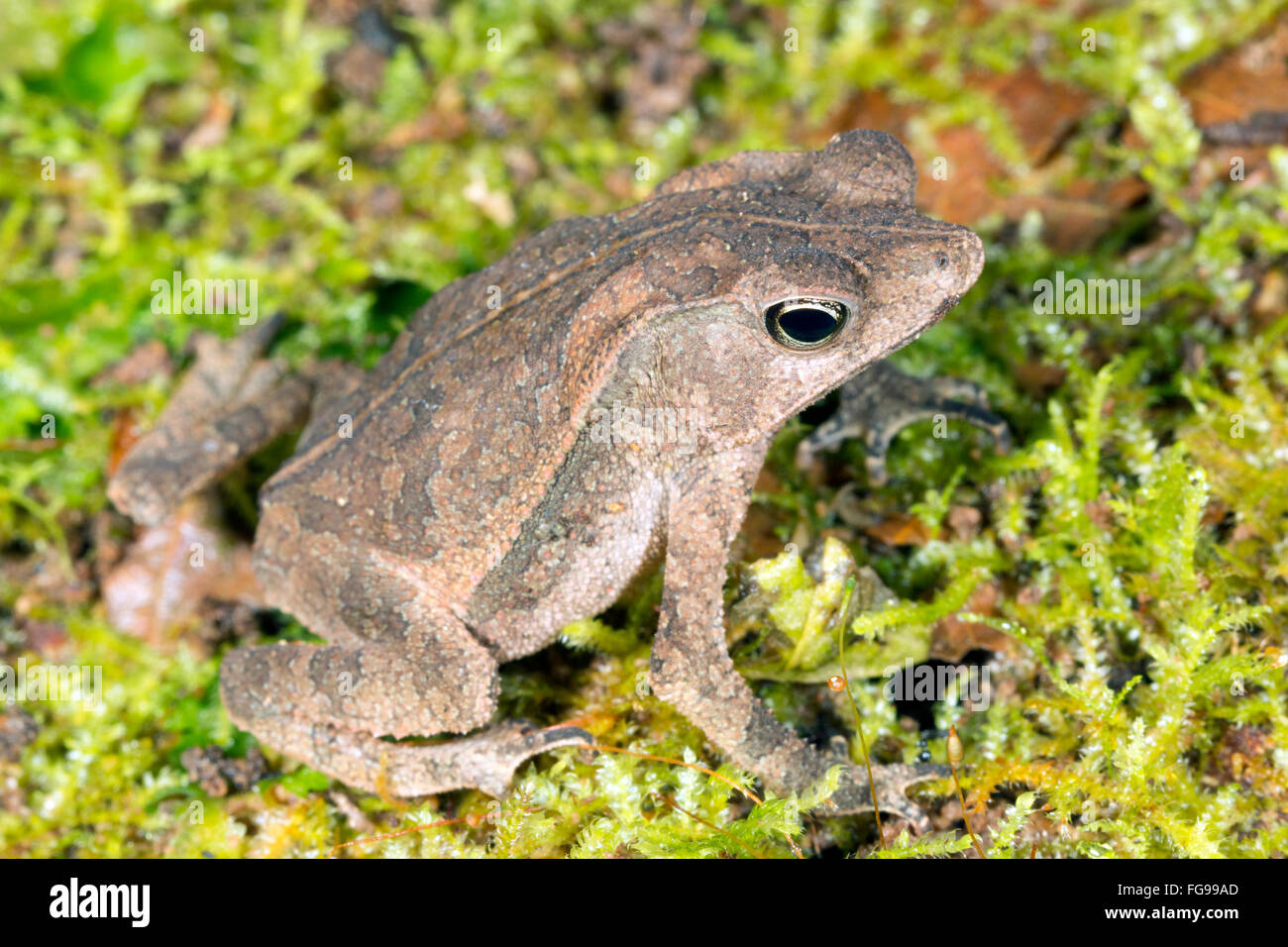 Crested Forest Toad (Rhinella margaritifera) on the rainforest floor in Pastaza province in the Ecuadorian Amazon Stock Photo