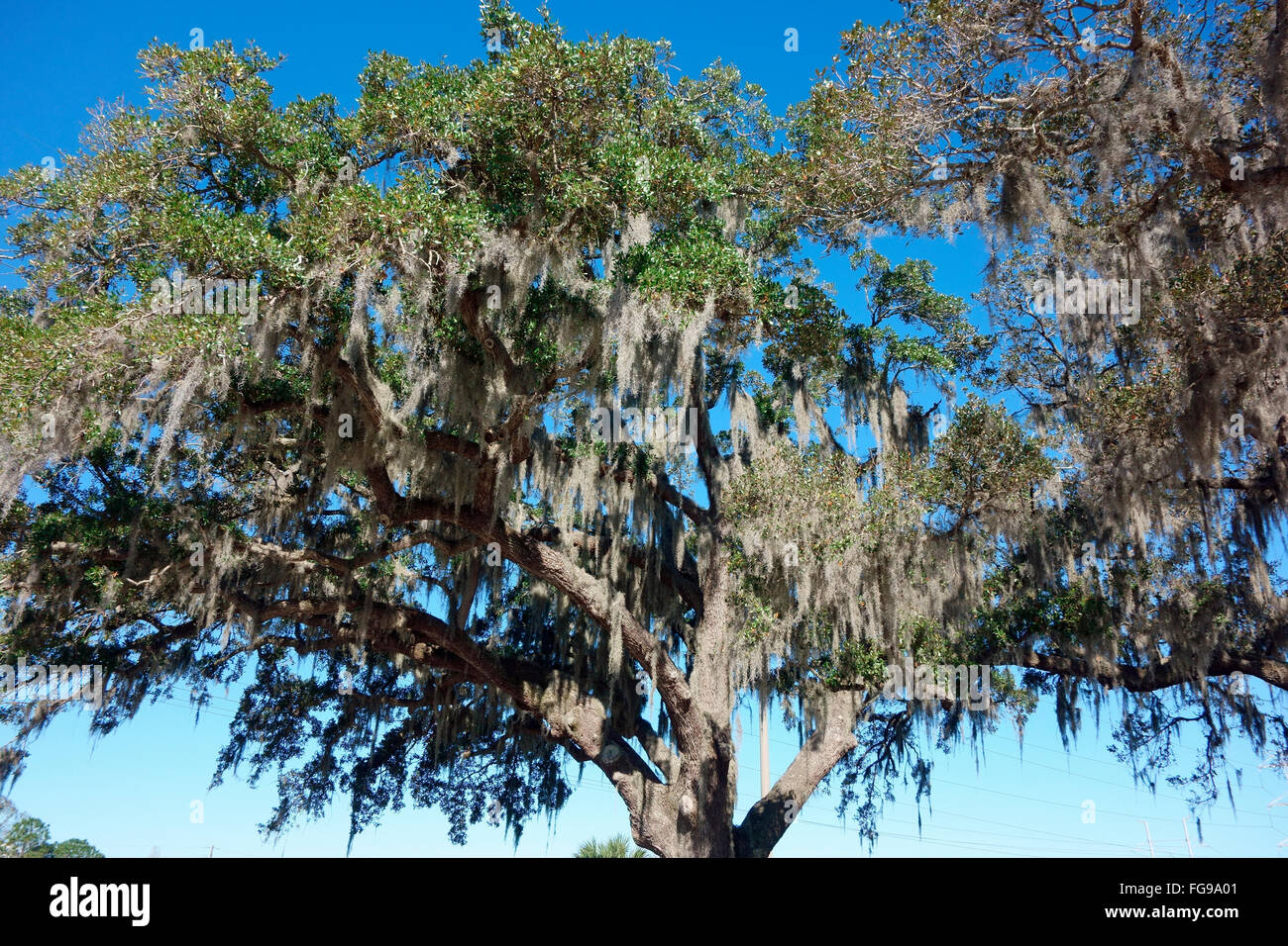 Spanish moss (Tillandsia usneoides) is a flowering plant that grows
