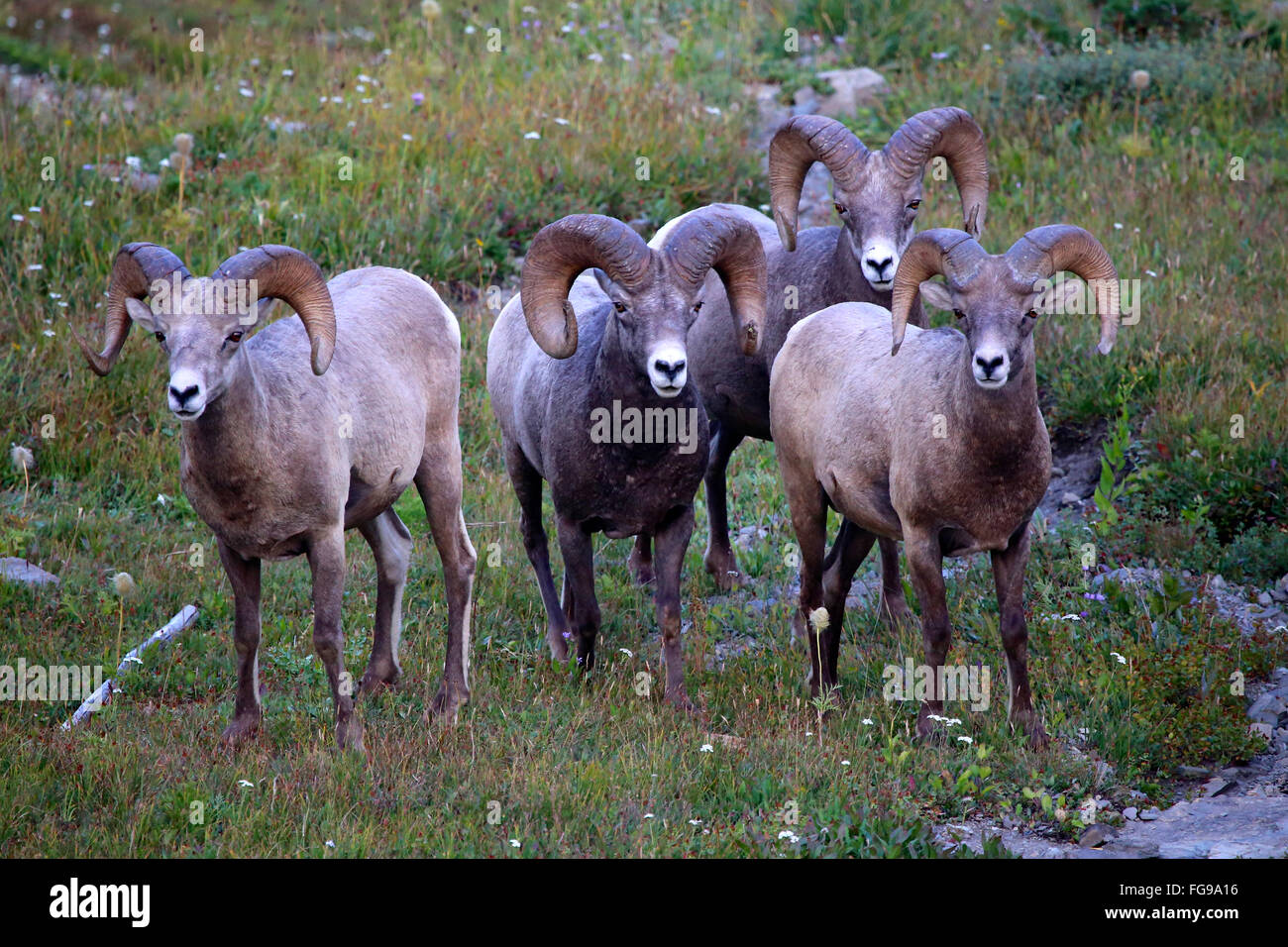 Rocky Mountain Big Horn Ram Sheep herd of Stock -