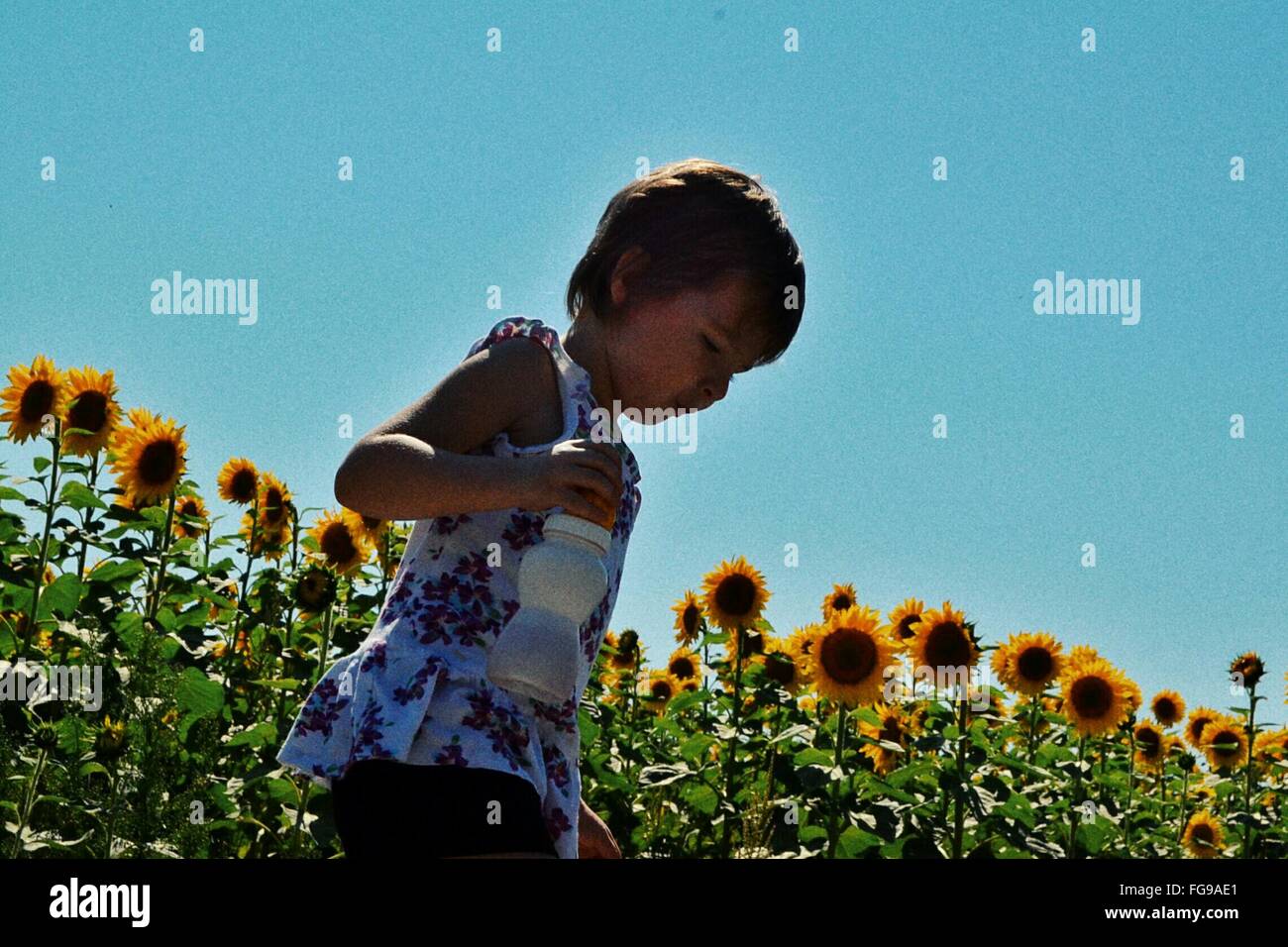 Girl In Sunflower Field High Resolution Stock Photography and Images ...