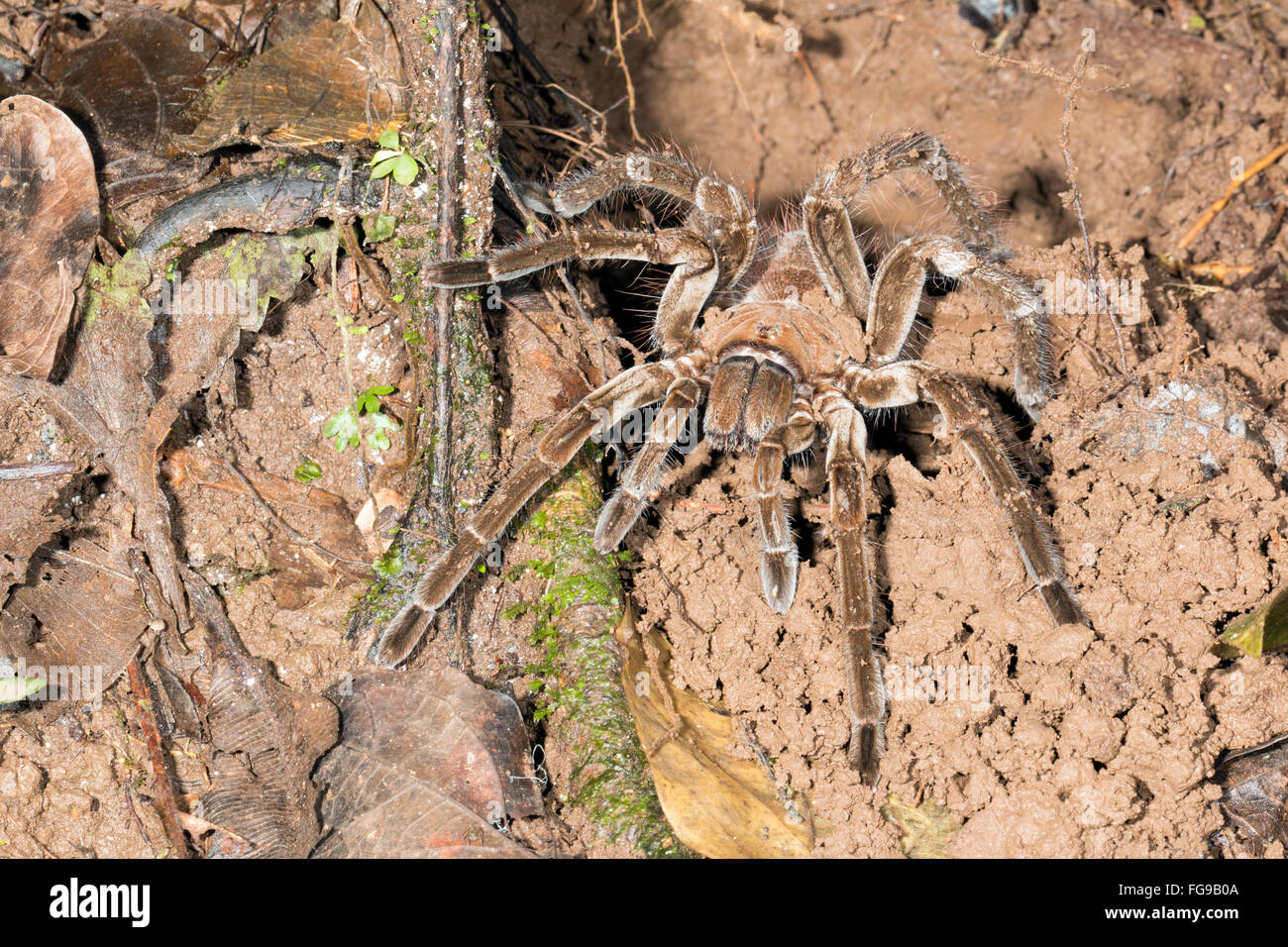 Giant  ground tarantula (Theraphosa sp.) on the rainforest floor in Pastaza province, Ecuador Stock Photo