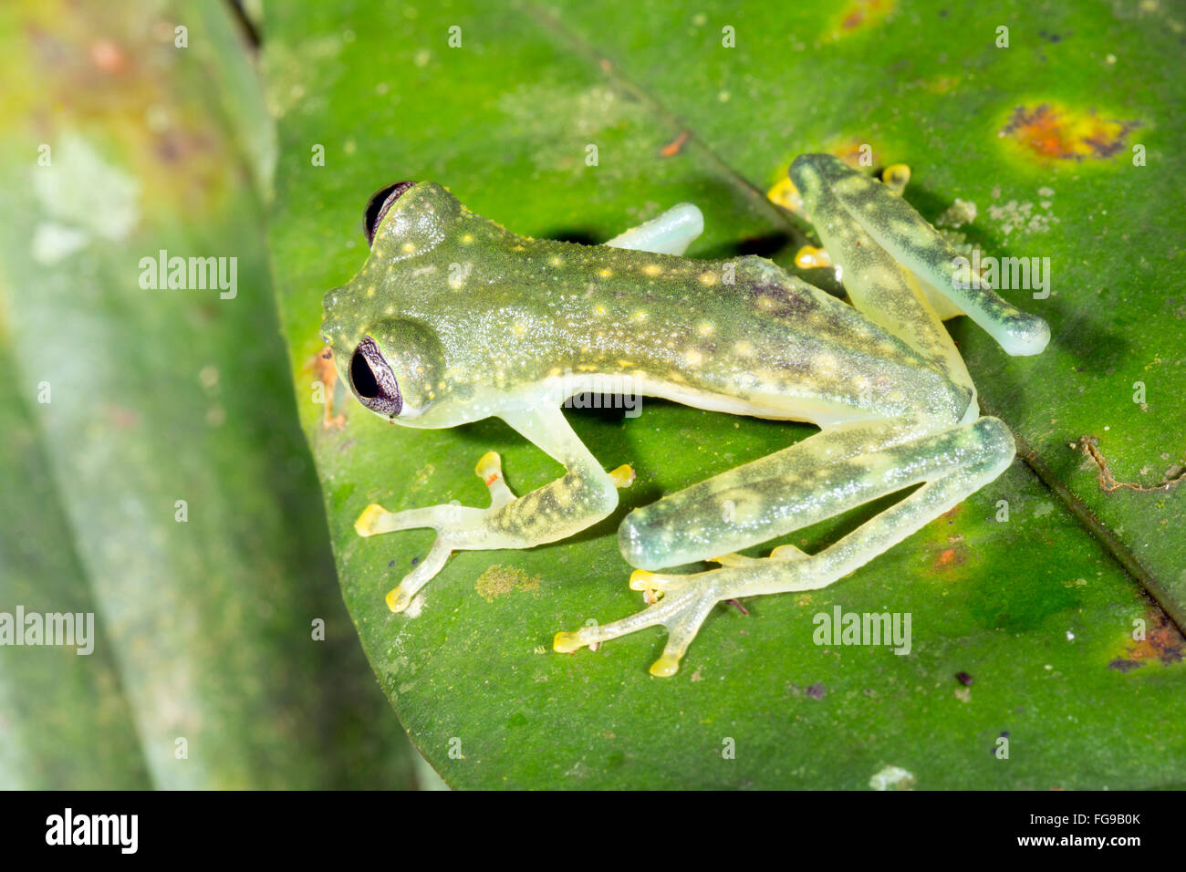 Maria's Giant Glassfrog (Nymphargus mariae) on a leaf in the rainforest understory in Ecuador Stock Photo