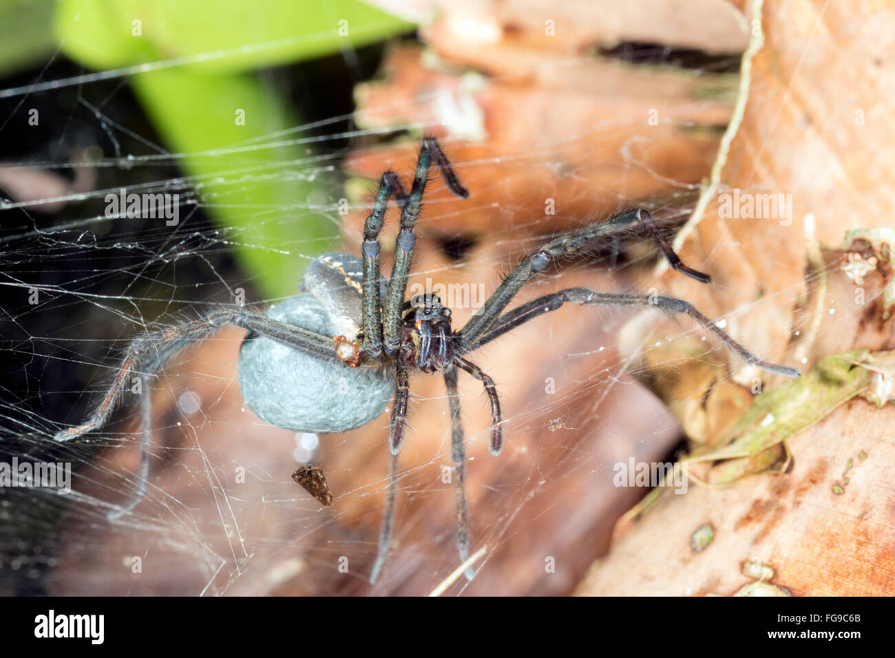 Spider carrying an egg sac. In the rainforest understory, Pastaza province, Ecuador Stock Photo