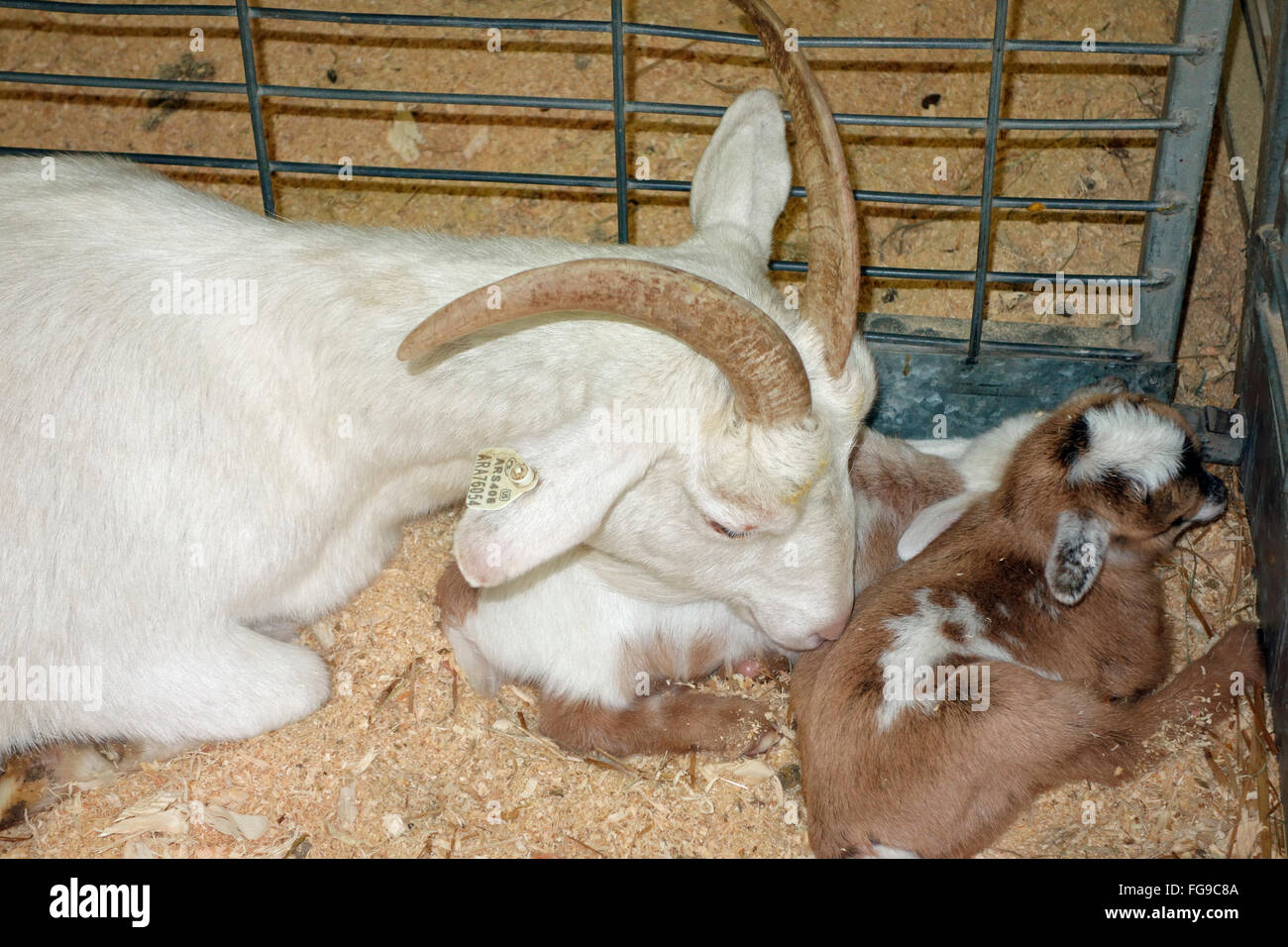 a domestic goat tending to two babies in a pen Stock Photo