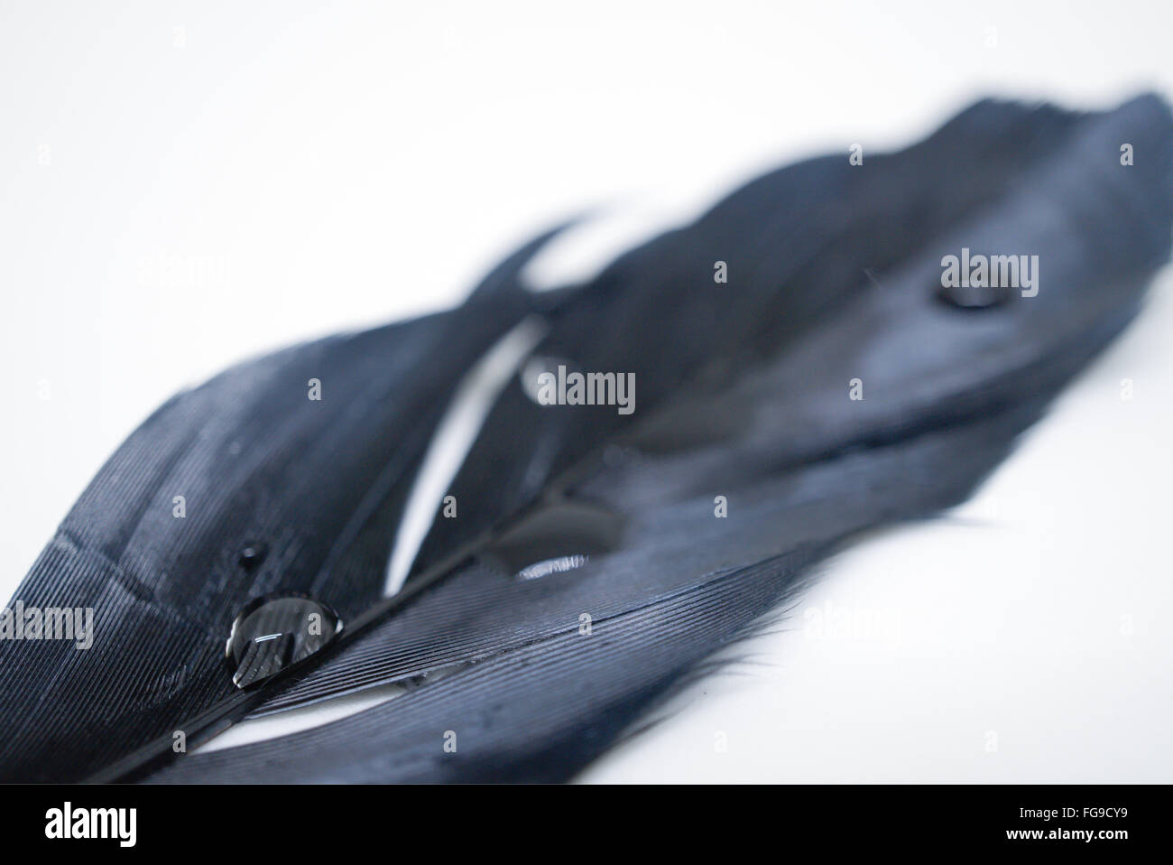 Close-Up Of Wet Weather Against White Background Stock Photo