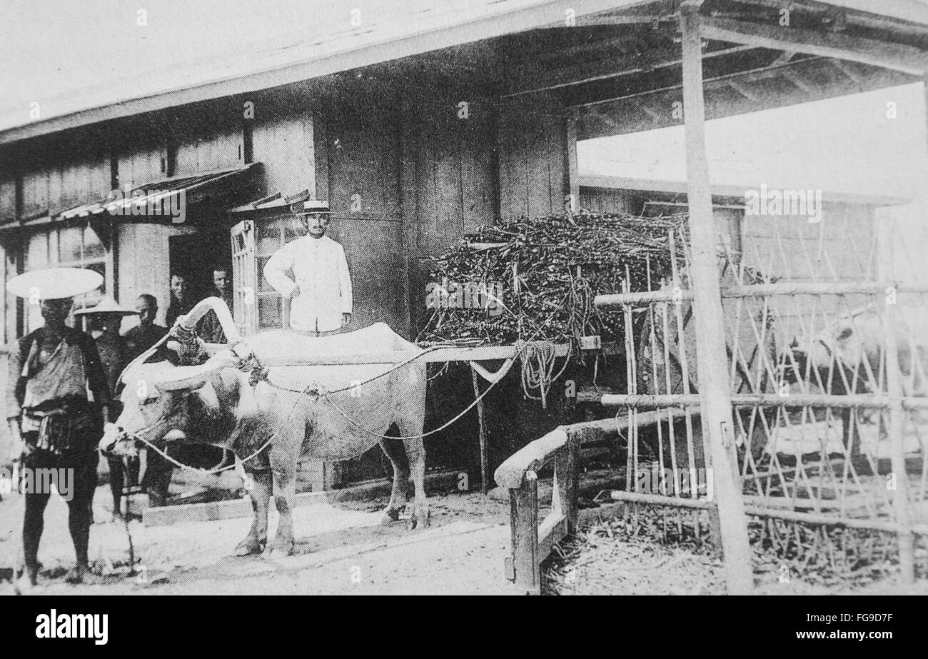 Modernization of Taiwan under Japanese rule. Sugarcane farmer and ox cart carrying sugarcane. Stock Photo