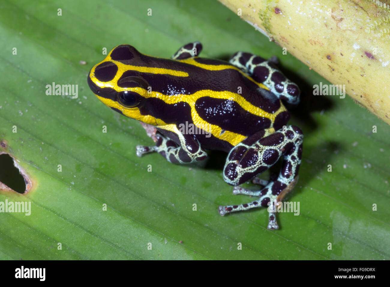 Variable Poison Frog (Ranitomeya variabilis), Ecuador Stock Photo