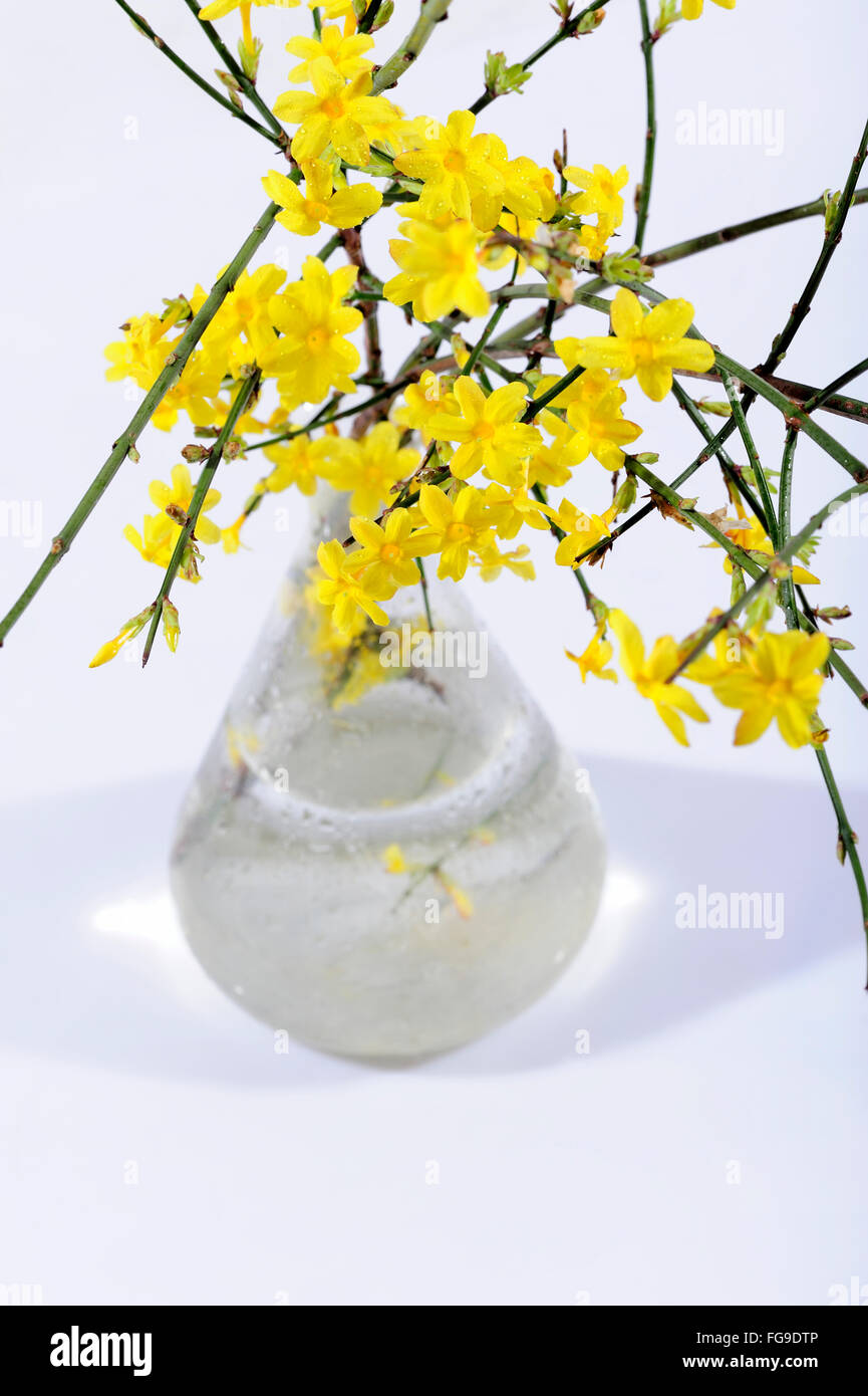 aroma, asia, botanical, bush, bushes, china, flora, florapix, flower, flowers, green, humile, inflorescence, glass, vase, jasmin Stock Photo