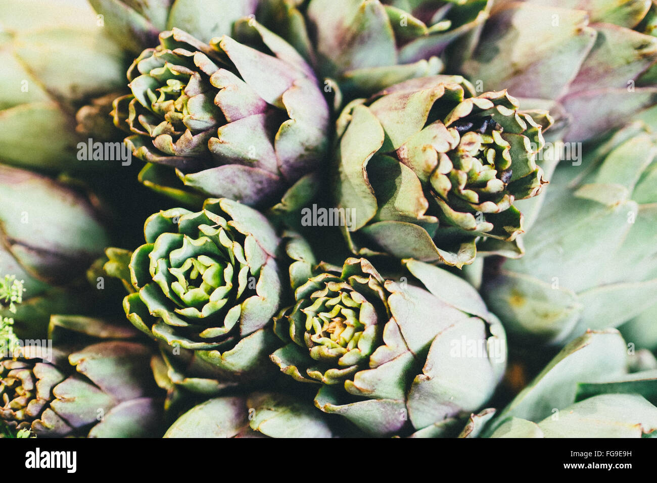 Full Frame Shot Of Succulent Plants Stock Photo