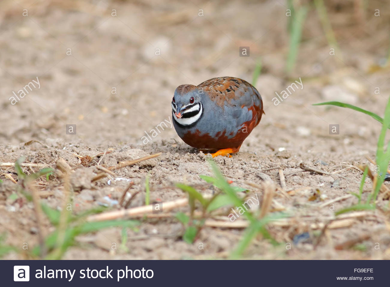 King quail Bluebreasted quail Coturnix chinensis Male Eating Stock