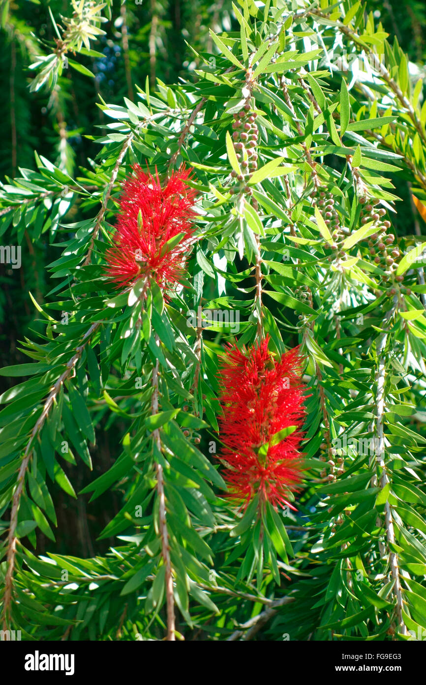 Melaleuca viminalis, commonly known as weeping bottlebrush, or creek bottlebrush is a plant in the myrtle family, Myrtaceae Stock Photo