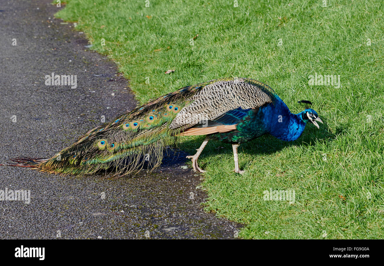 The Indian peafowl or blue peafowl (Pavo cristatus), a large and brightly coloured bird, is a species of peafowl Stock Photo
