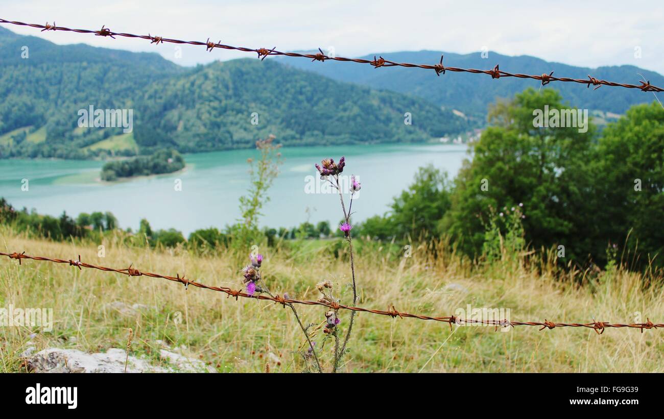 Barbed Wire Fence Flower Stock Photos & Barbed Wire Fence Flower ...