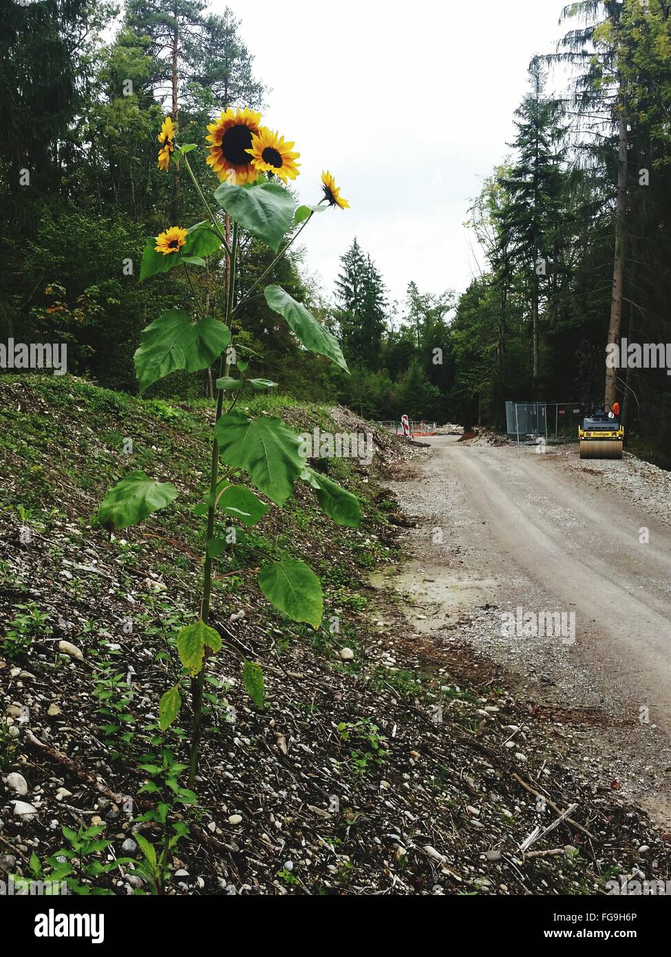 flower hires stock photography and images Alamy