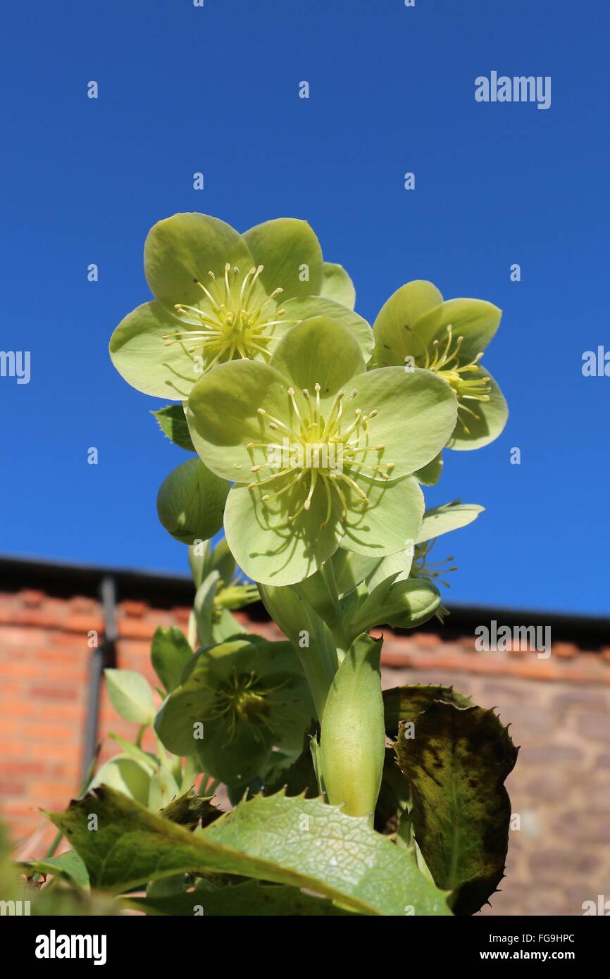 Green Hellebore flowers, Helleborus argutifolius, Hollyleaved or