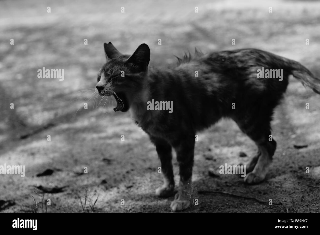Lazy Cat Standing On Street Stock Photo Alamy