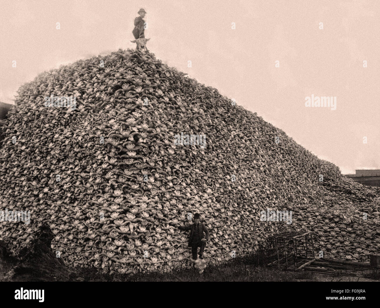 A Huge Pile of American bison skulls waiting to be ground for fertilizer  - 1870 Stock Photo