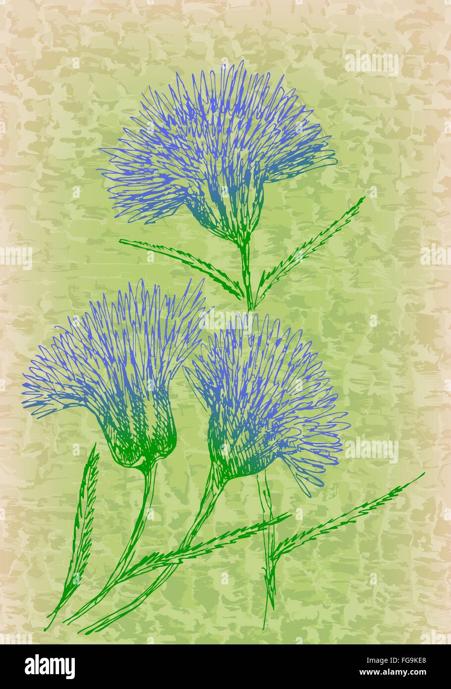 Ornamental Knapweed Stock Photos & Ornamental Knapweed
