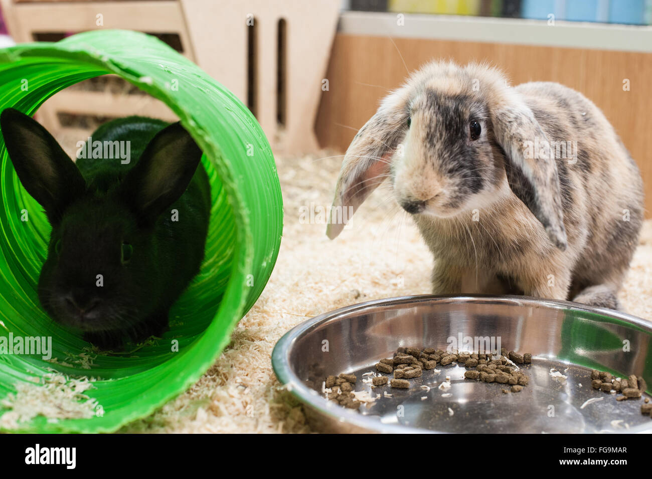 Rabbits at play in a good environment Stock Photo Alamy