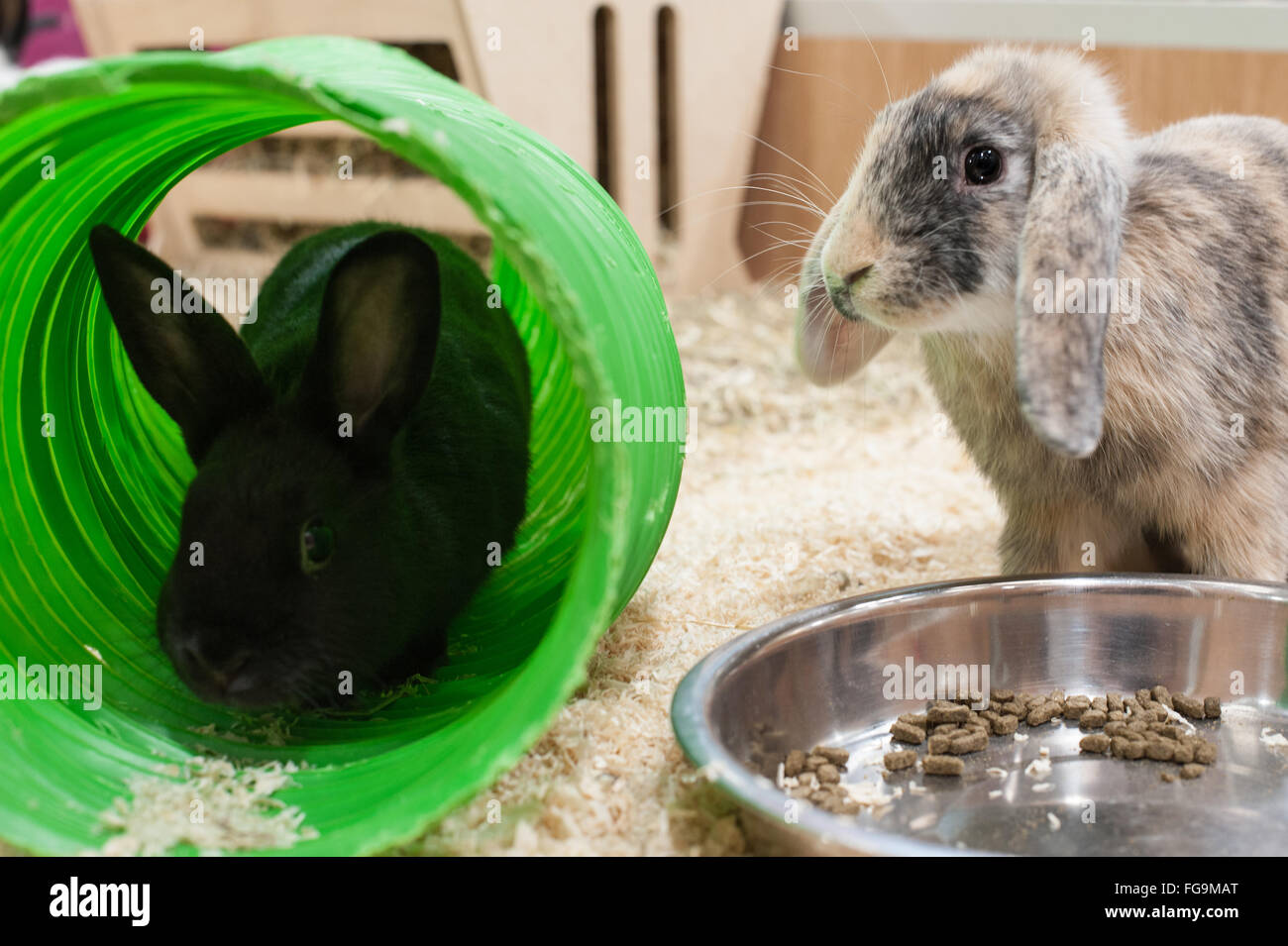 Rabbits at play in a good environment Stock Photo Alamy