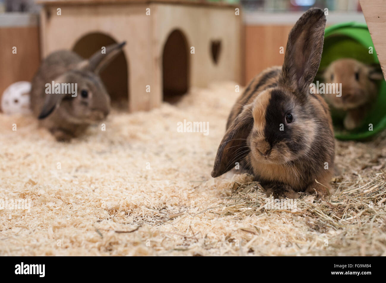 Rabbits at play in a good environment Stock Photo Alamy