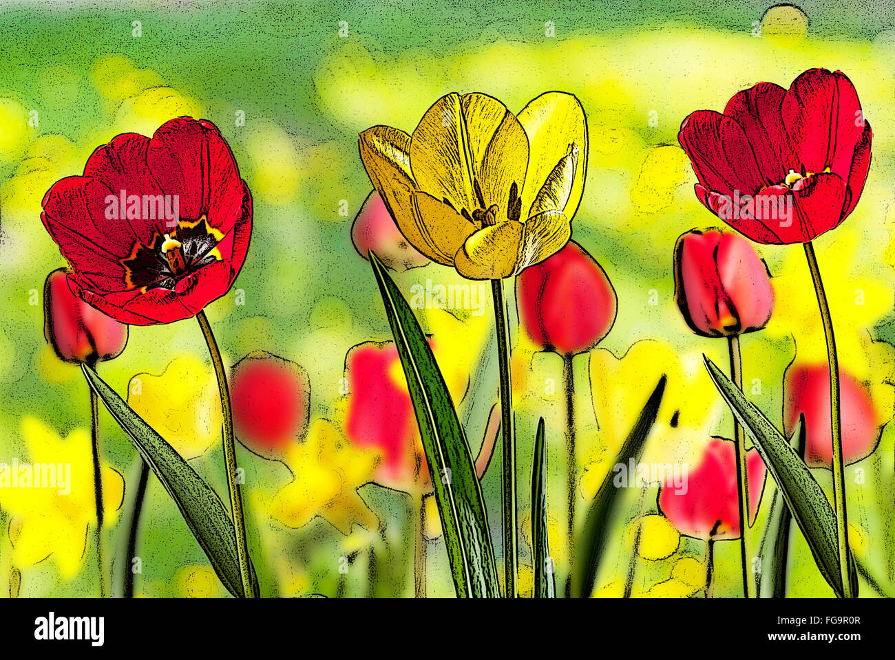 illustration of bed of red and yellow tulips Stock Photo - Alamy