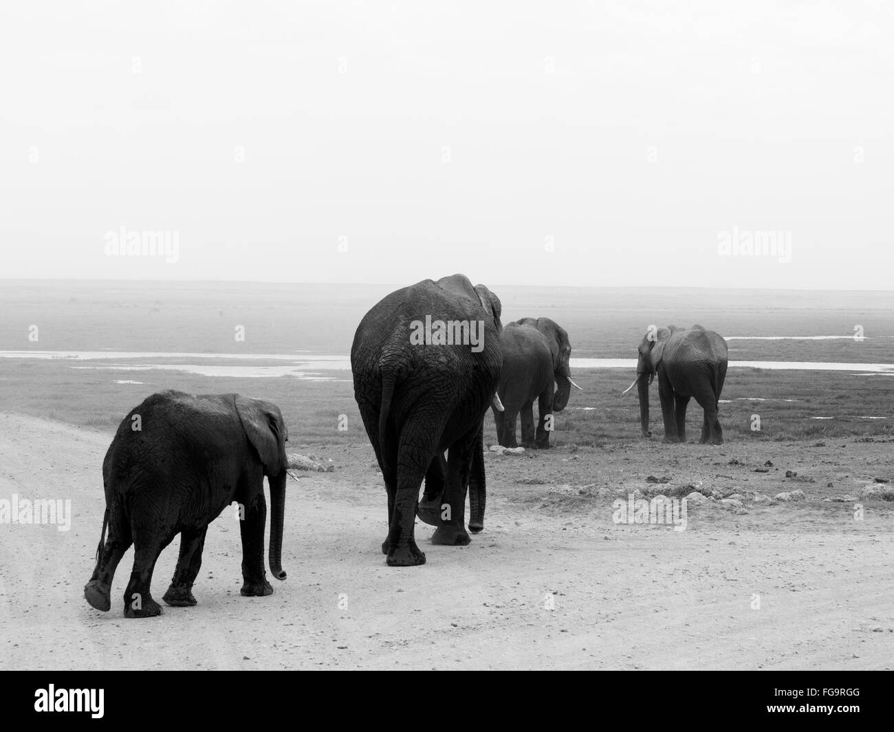 Elephant Family On Field Stock Photo - Alamy