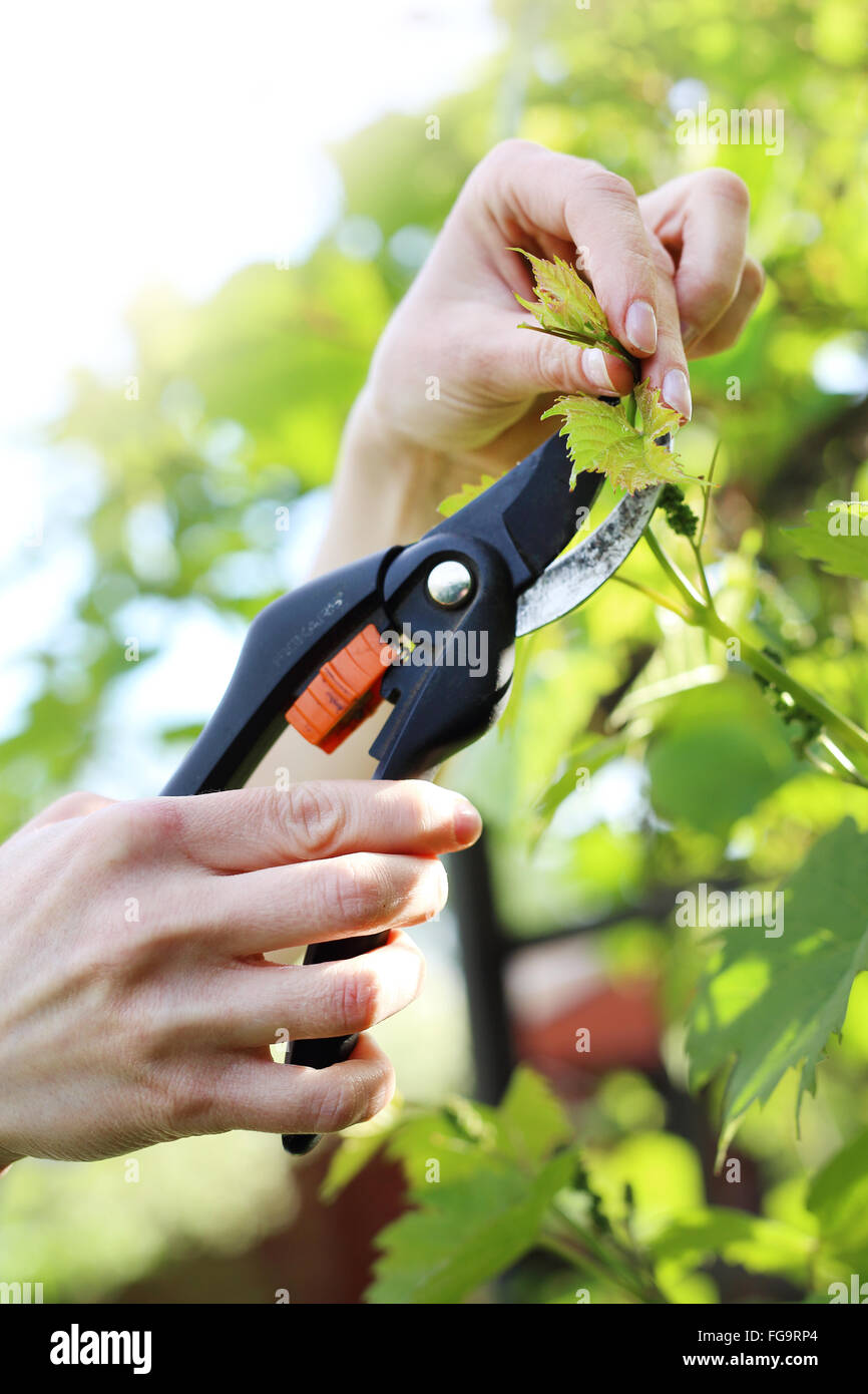 Vines, pruning vines pruning shears. Cleaving the gardener's hands