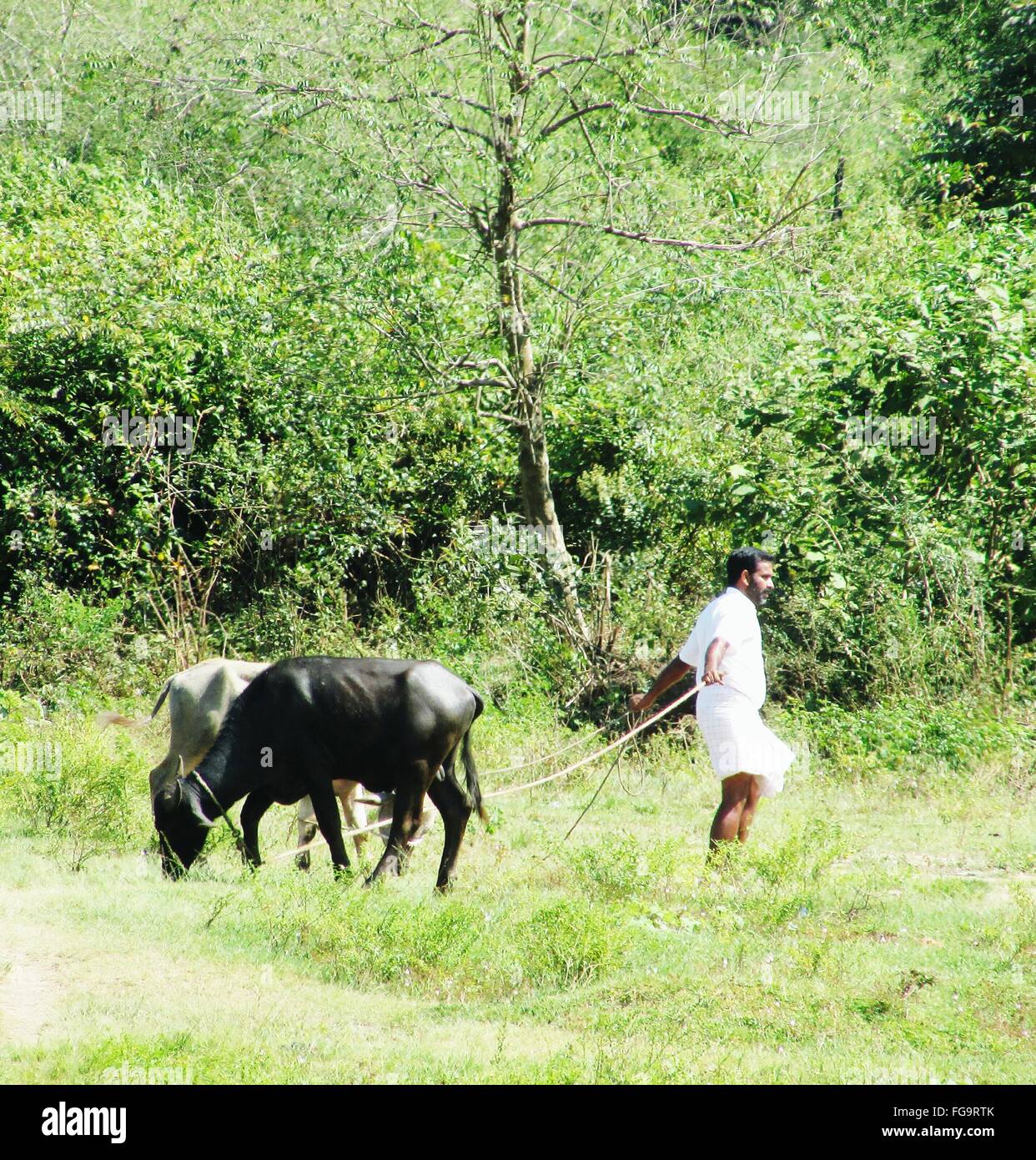 Side view of man and cattle hi-res stock photography and images - Alamy