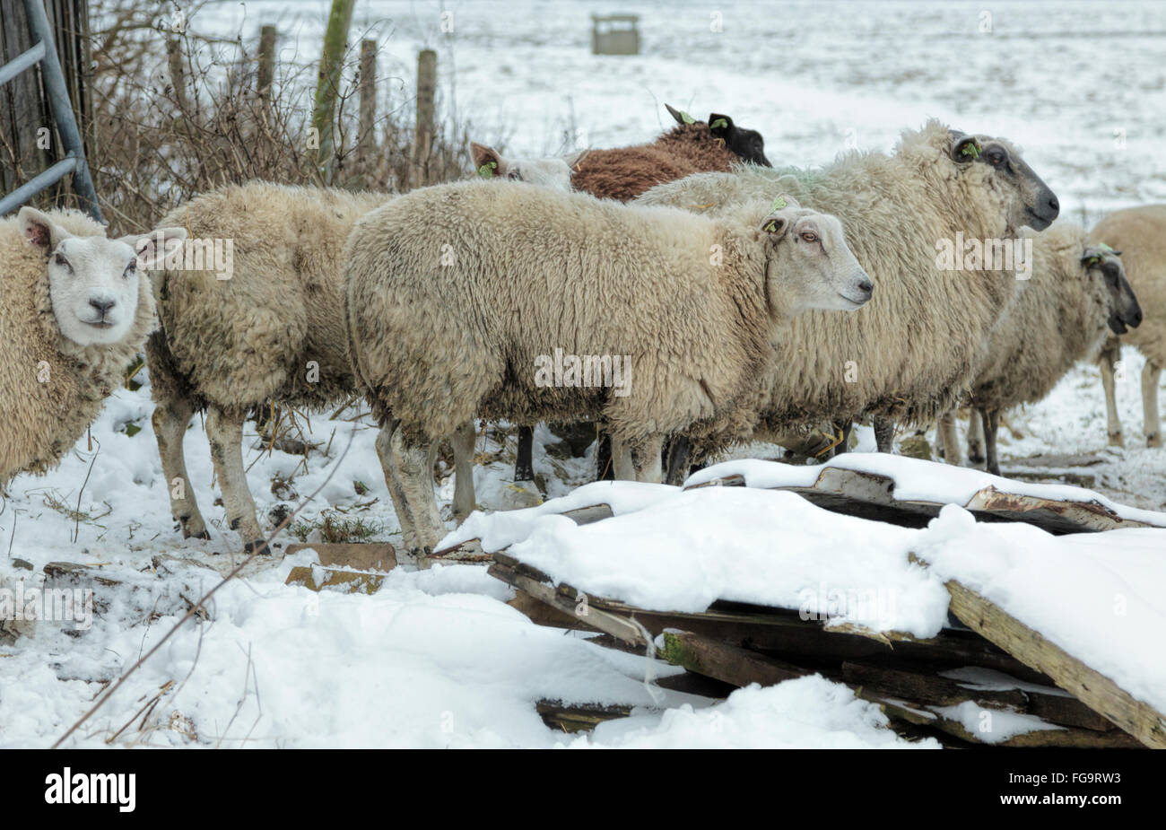 A flock of sheep in a snow-covered wintry landscape, Noordwijk, South Holland, The Netherlands. Stock Photo