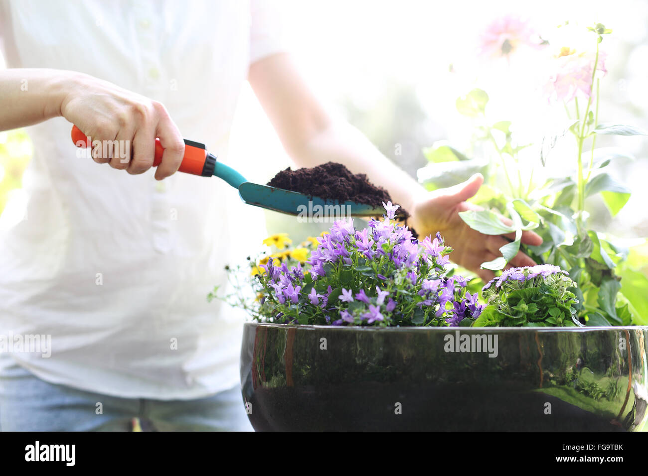 Planting, work in the garden. Female plants in pot plants forming a
