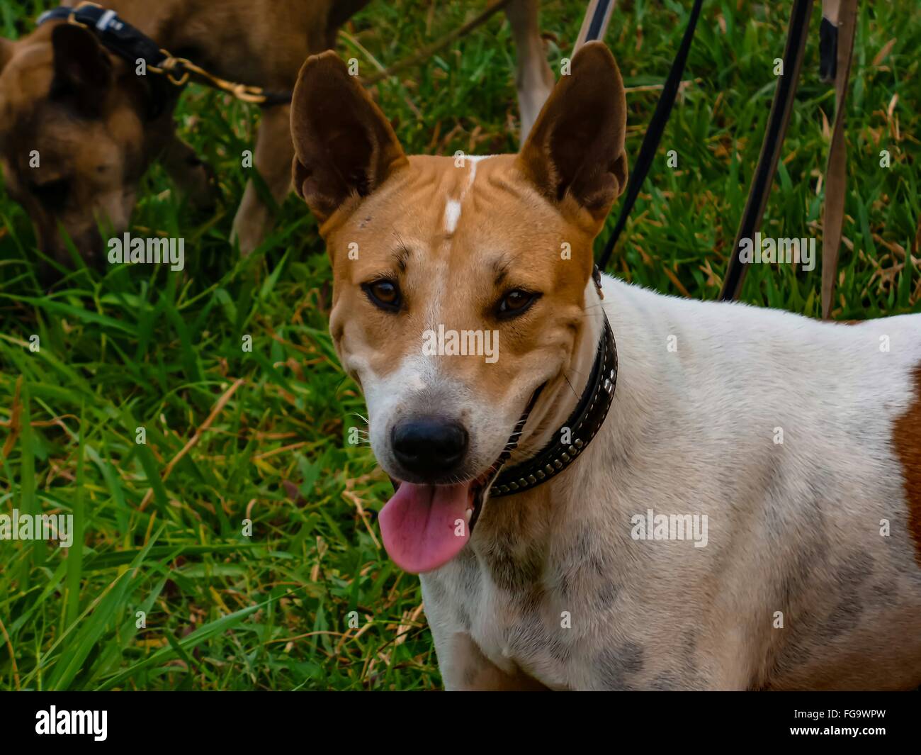 What Does It Mean When A Dog Sticks His Tongue Out