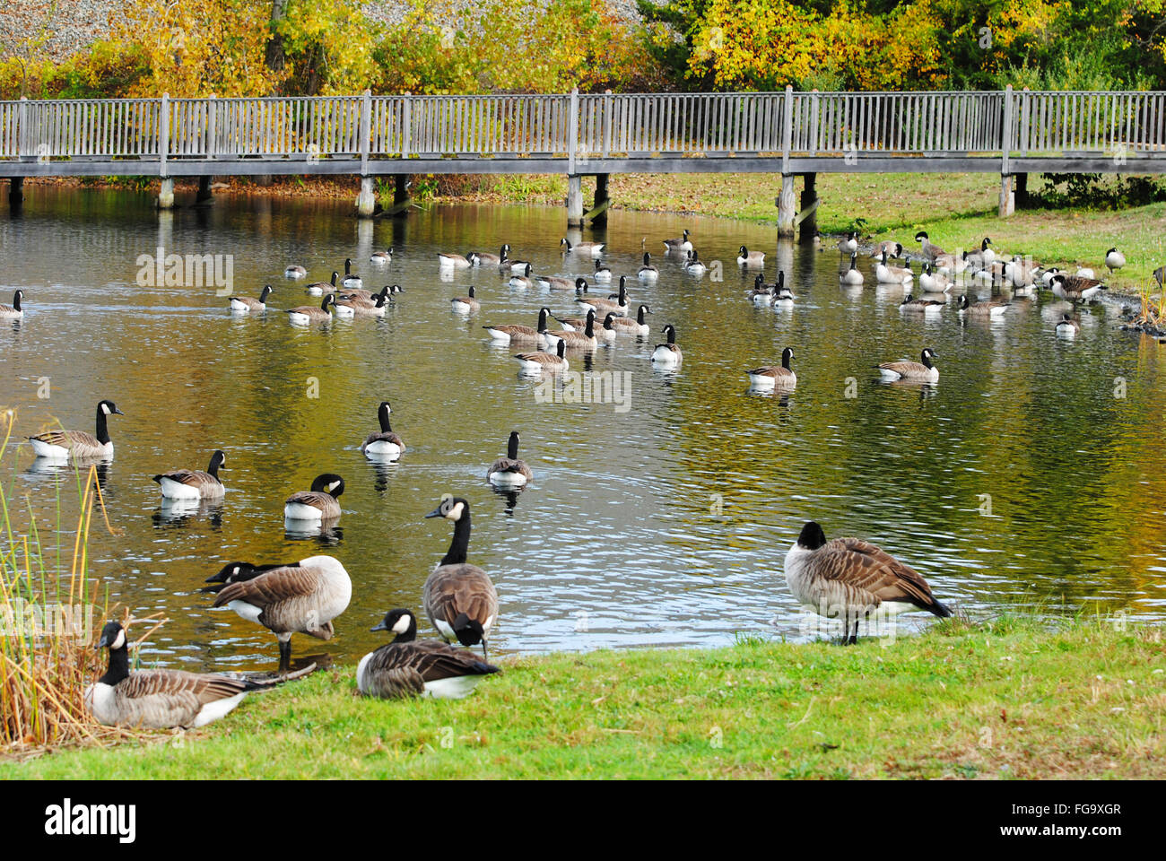 Many Canadian Geese in a Pond During Autumn Stock Photo