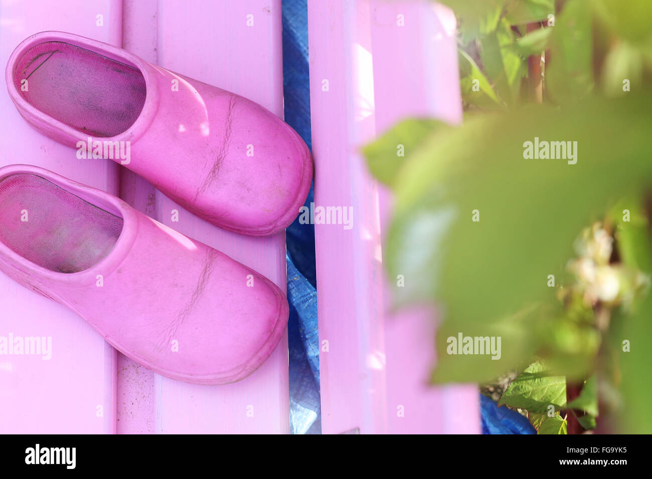 The composition of pink shoes standing on a pink bench in the sunny garden . Pink clogs. Colorful shoes Stock Photo