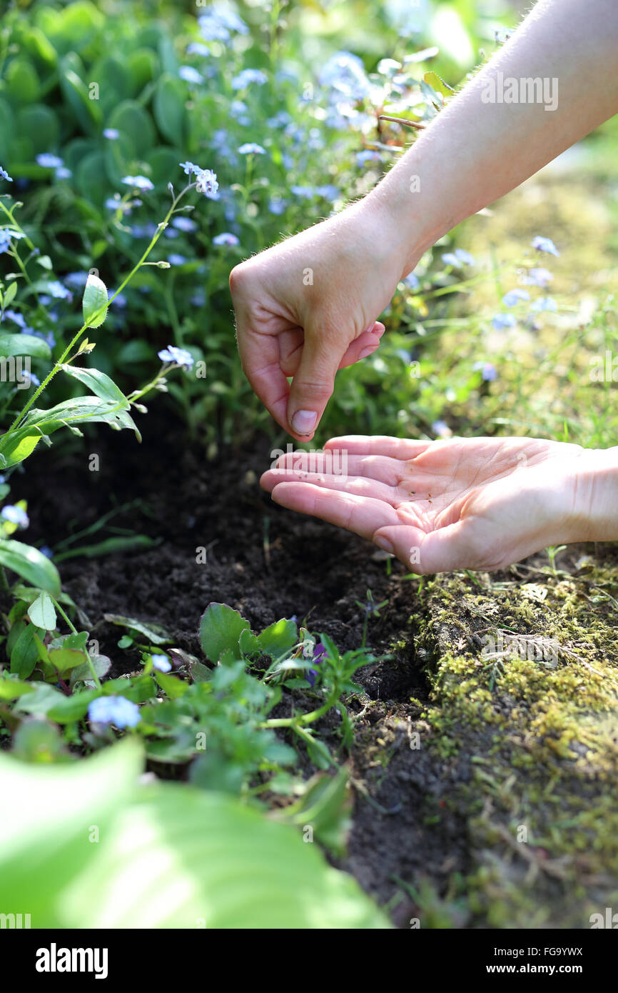 Matthiola longipetala. Flower discount. Hands gardener sowing seeds of plants in the garden spot of gardening Stock Photo