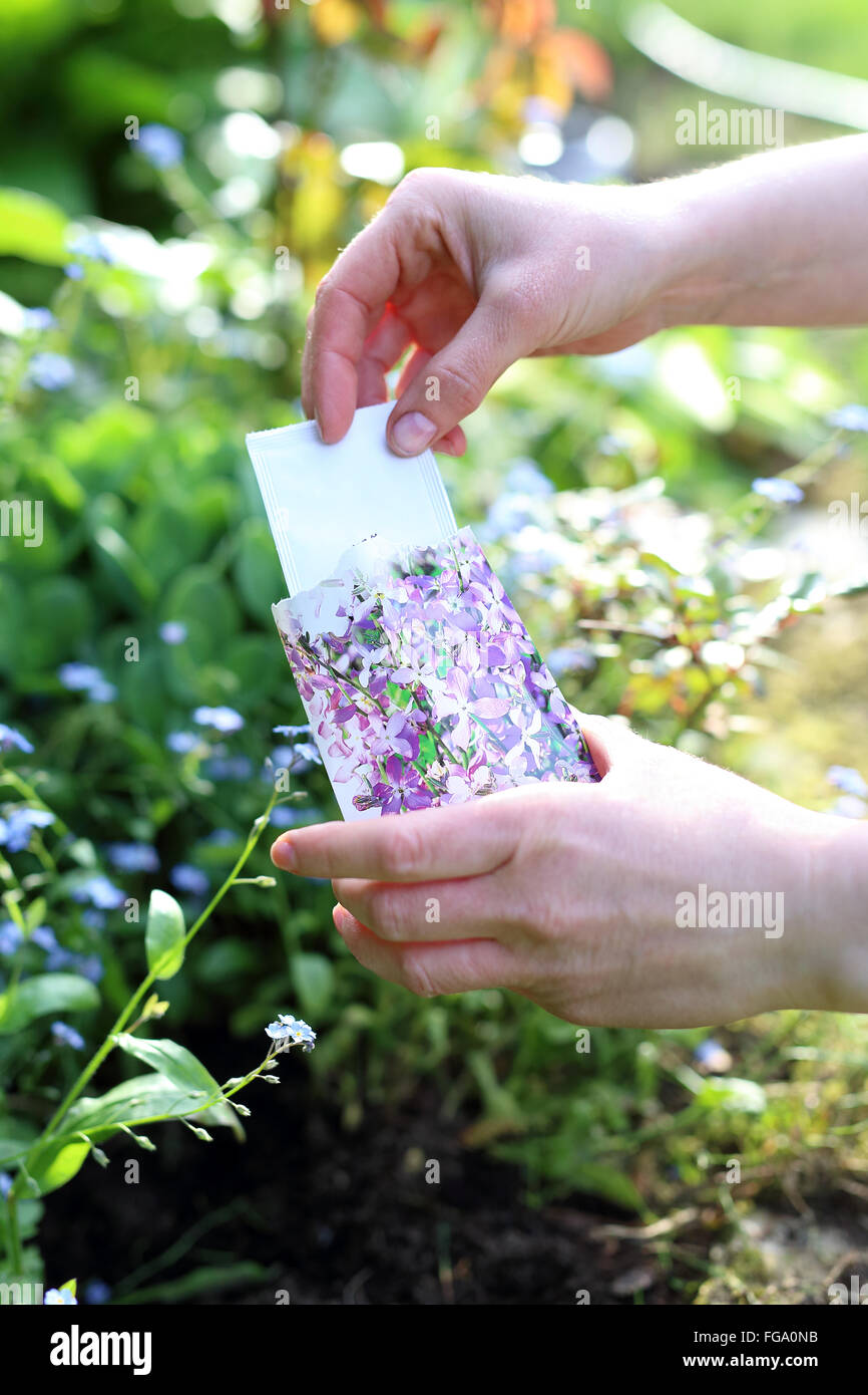 Matthiola longipetala. Flower discount. Hands gardener sowing seeds of plants in the garden spot of gardening Stock Photo