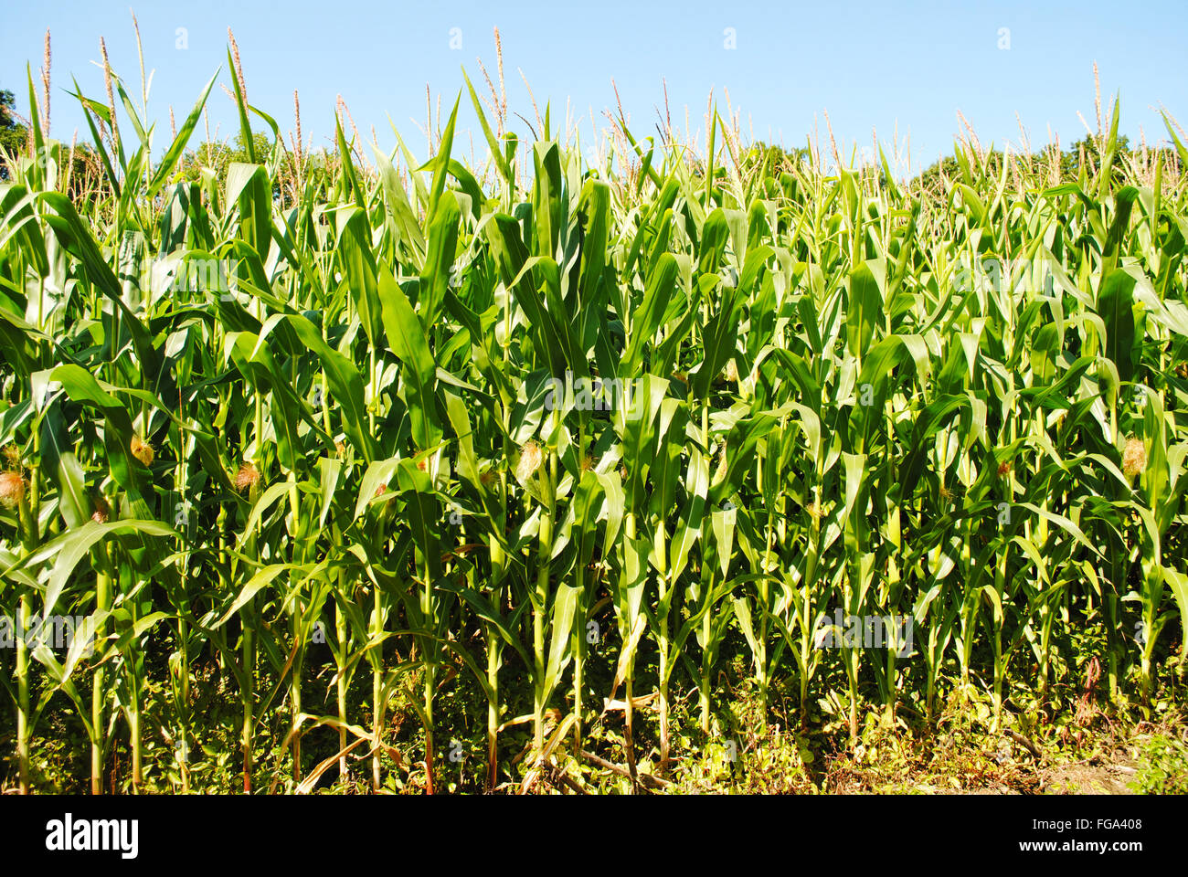 Corn Stalks Growing in the Summer Sunshine Stock Photo