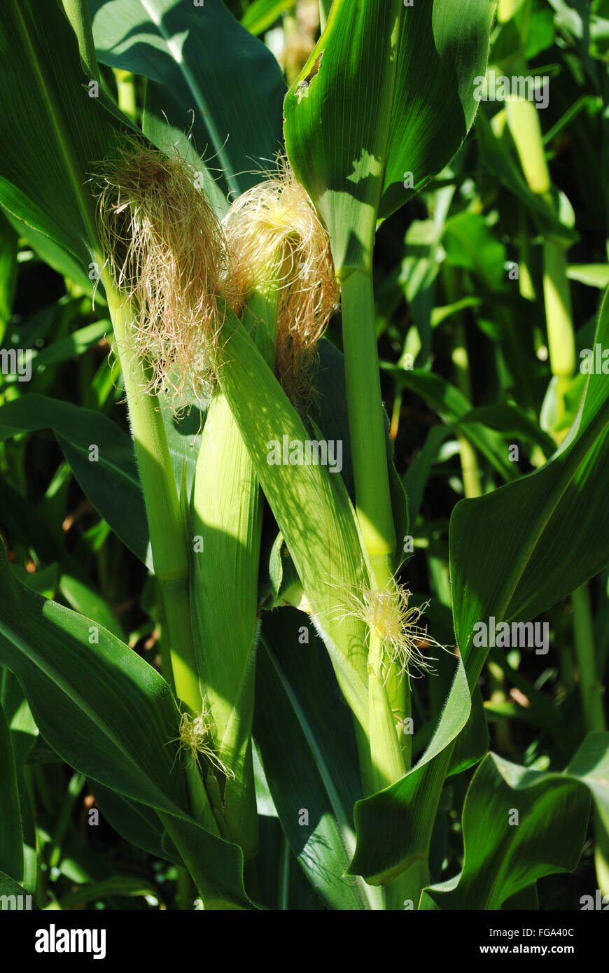 Two Corn Cobs Growing in a Cornfield Stock Photo