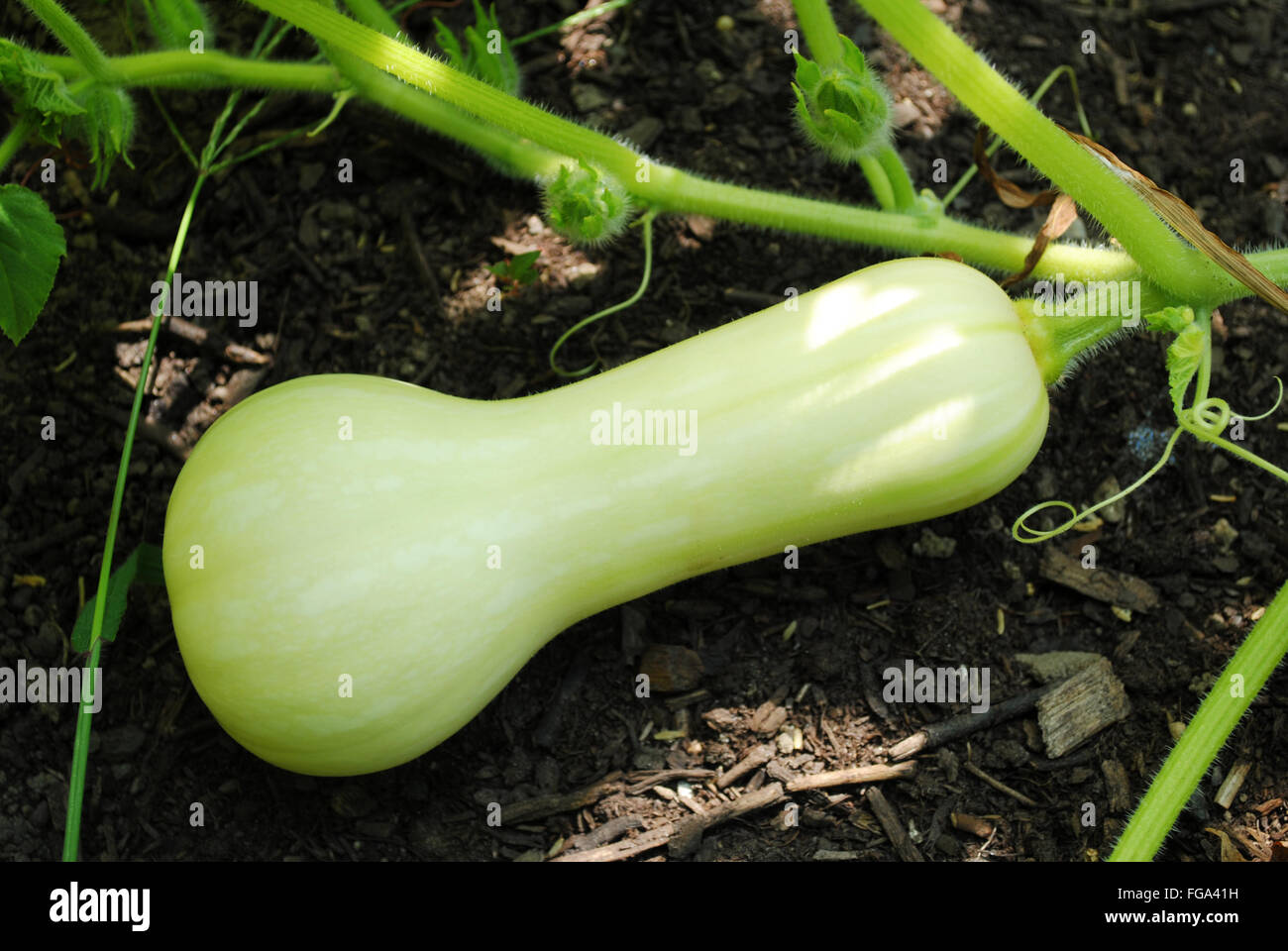 Young Butternut Squash Growing in a Summer Garden Stock Photo Alamy