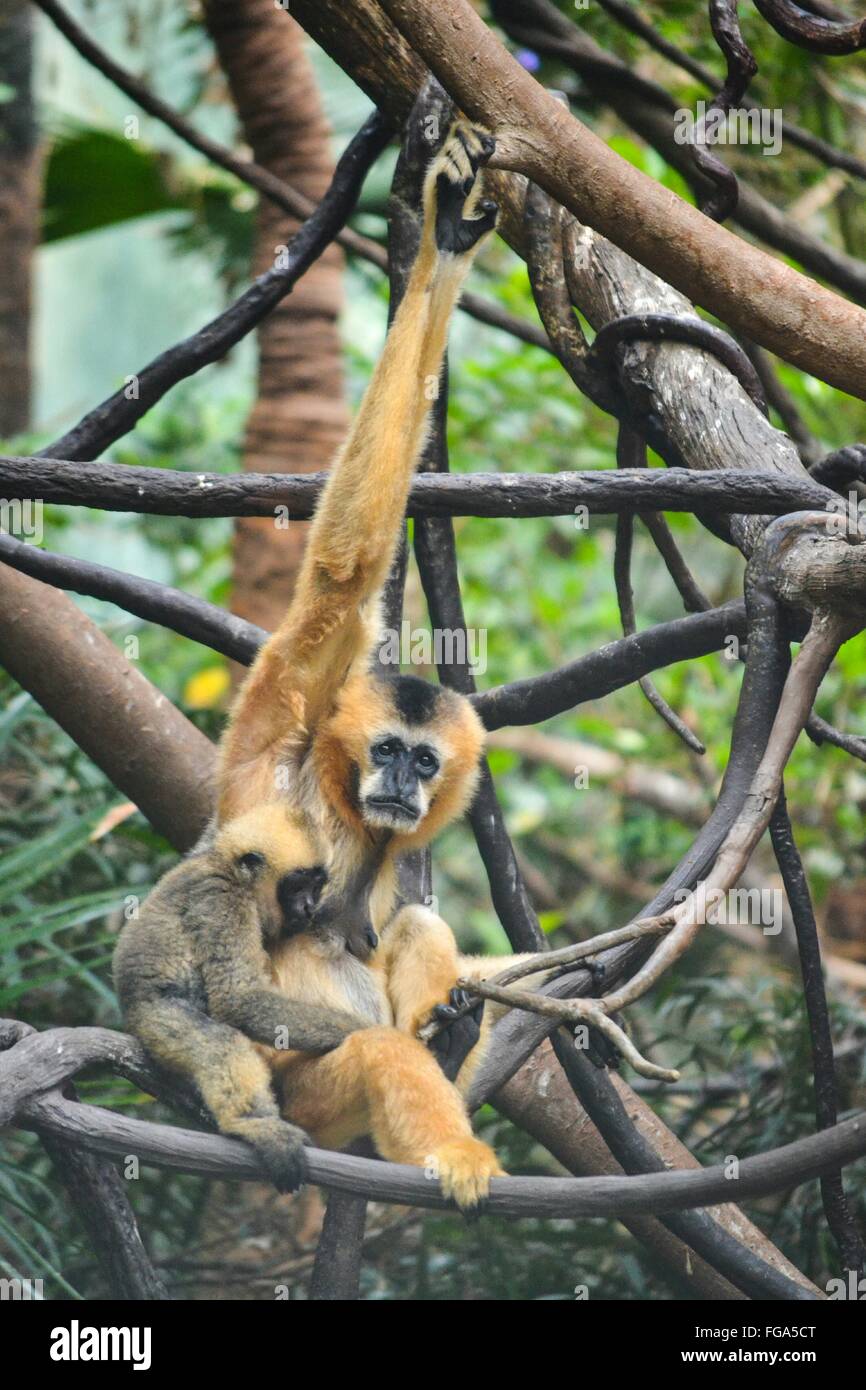 Monkeys in the tree hi-res stock photography and images - Alamy