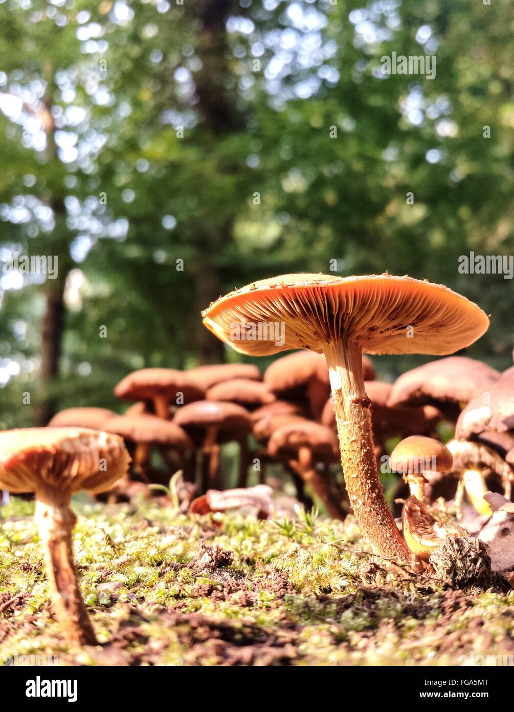 Mushrooms Growing On Field Against Trees Stock Photo