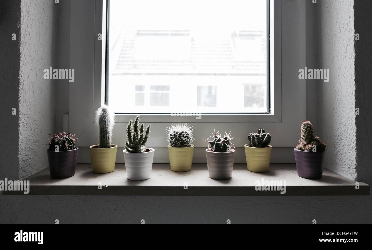 Plants Window Sill Indoors Stock Photos & Plants Window Sill Indoors