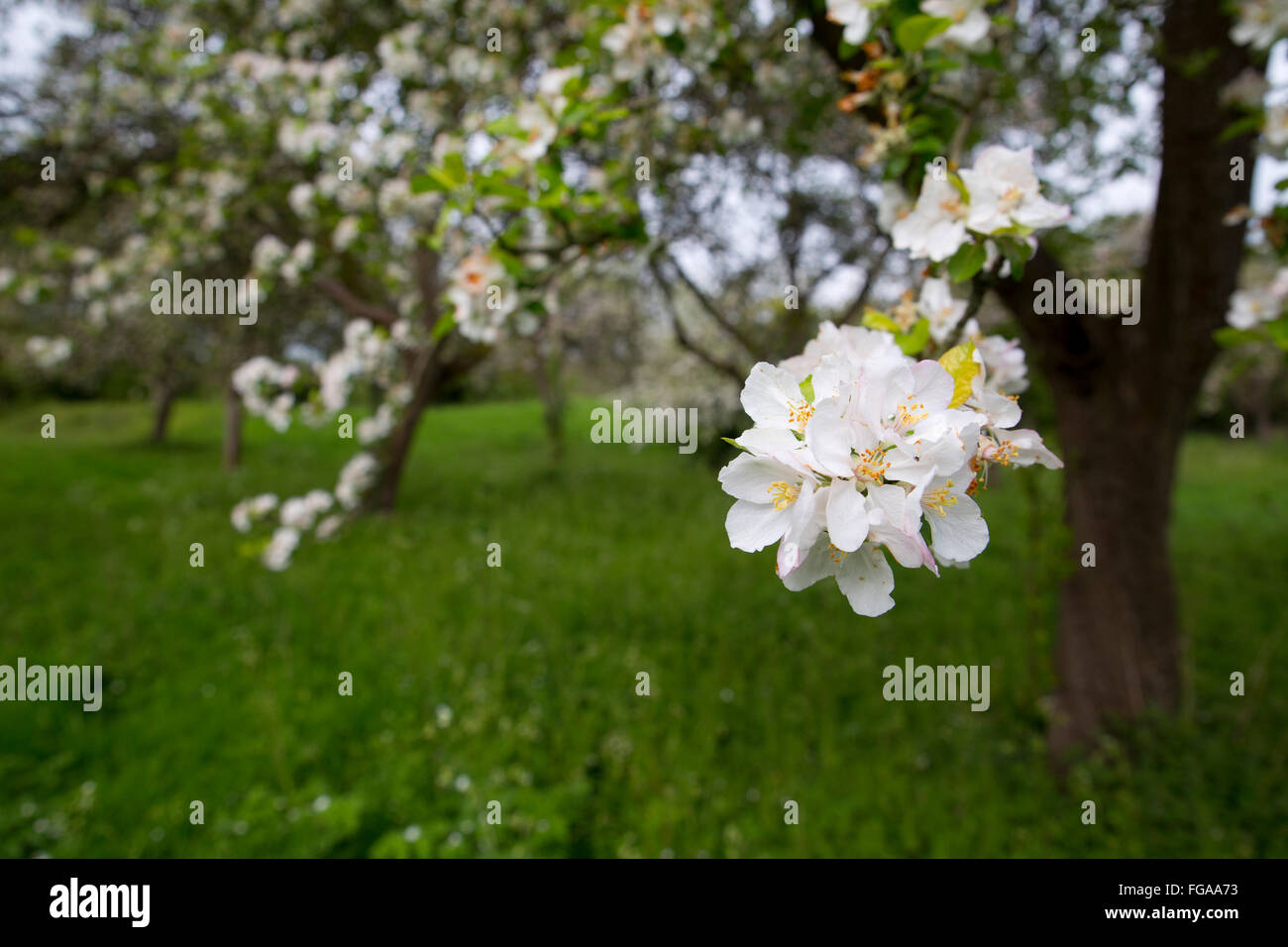 Apple blossom uk orchard hi-res stock photography and images - Alamy
